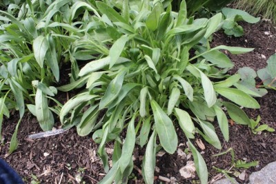 Pflanzbeet1 Pflanze2.1.JPG