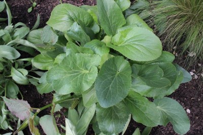 Pflanzbeet1 Pflanze3.2.JPG