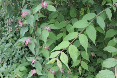 Pflanzbeet1 Pflanze8.2.JPG