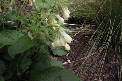 Pflanzbeet1 Pflanze10.2.JPG