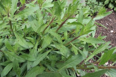 Pflanzbeet1 Pflanze11.2.JPG