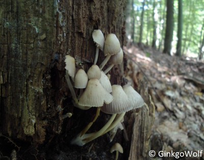 Pilze_2014_09_05 (1).JPG