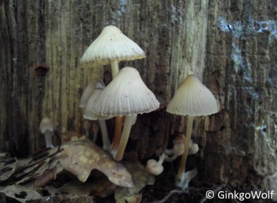 Pilze_2014_09_05 (2).JPG