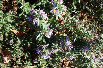 Pflanzbeet1 Pflanze19.4.JPG