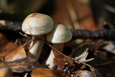 Herbst.jpg