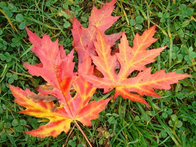 15.acer .jpg