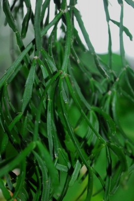 rhipsalis14 041pp.jpg