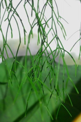 rhipsalis14 042pp.jpg