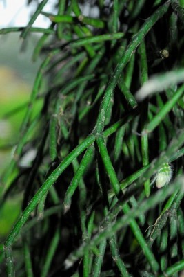 rhipsalis14 043pp.jpg