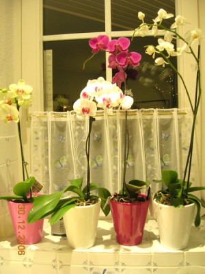 Phalaenopsis.jpg