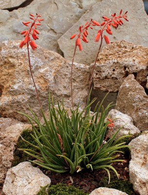 Aloe bellatula 2000-18-2364-2 (3).jpg