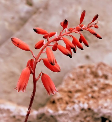 Aloe bellatula 2000-18-2364-2 (4).jpg