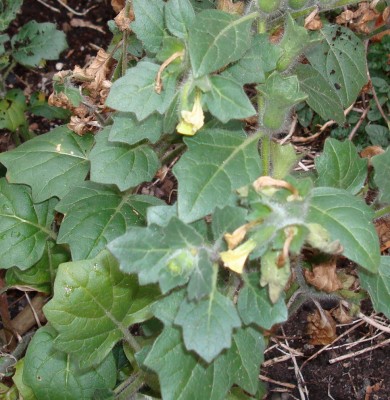 29.10.2007 unbekannt1.jpg