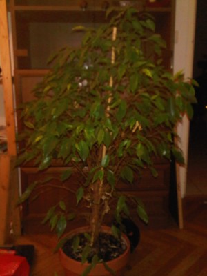 IMG01276-20141027-1931.jpg