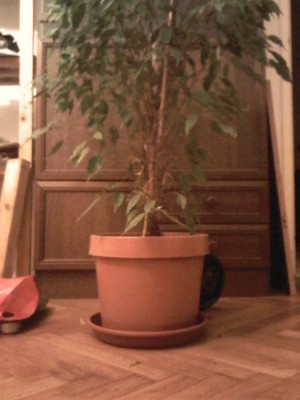 IMG01277-20141027-1931.jpg