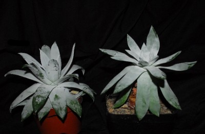 Dudleya 006pp.jpg