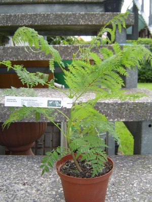 Palisanderbaum, Jacaranda mimosifolia.jpg