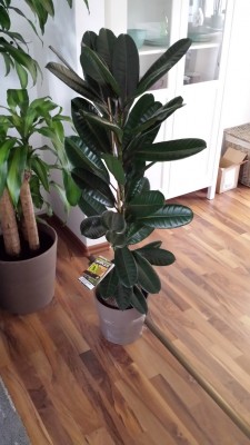 Ficus Tresor.jpg