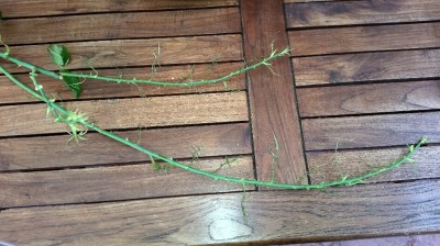 2014-11-03 11.31.06.jpg