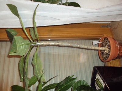 K800_20141106 Tempelbaum_2.JPG