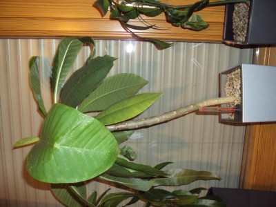 K800_20140614 Tempelbaum_1.JPG