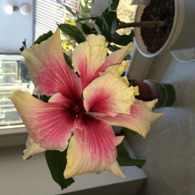 K800_20141106 Hibiskusblüte.JPG