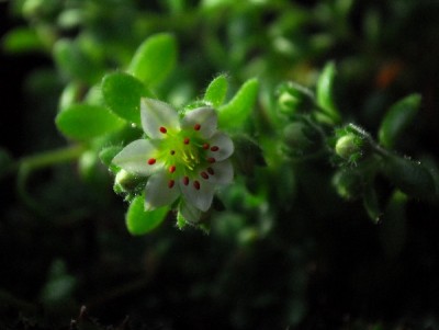 Crassulaceae14 124pp.jpg