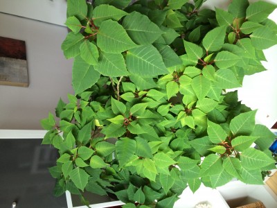 Weihnachtsstern hat gelbe Bltter mit grnen Flecken  Pflanzenkrankheiten  & Schdlinge  GREEN24 Pflanzen & Garten Forum