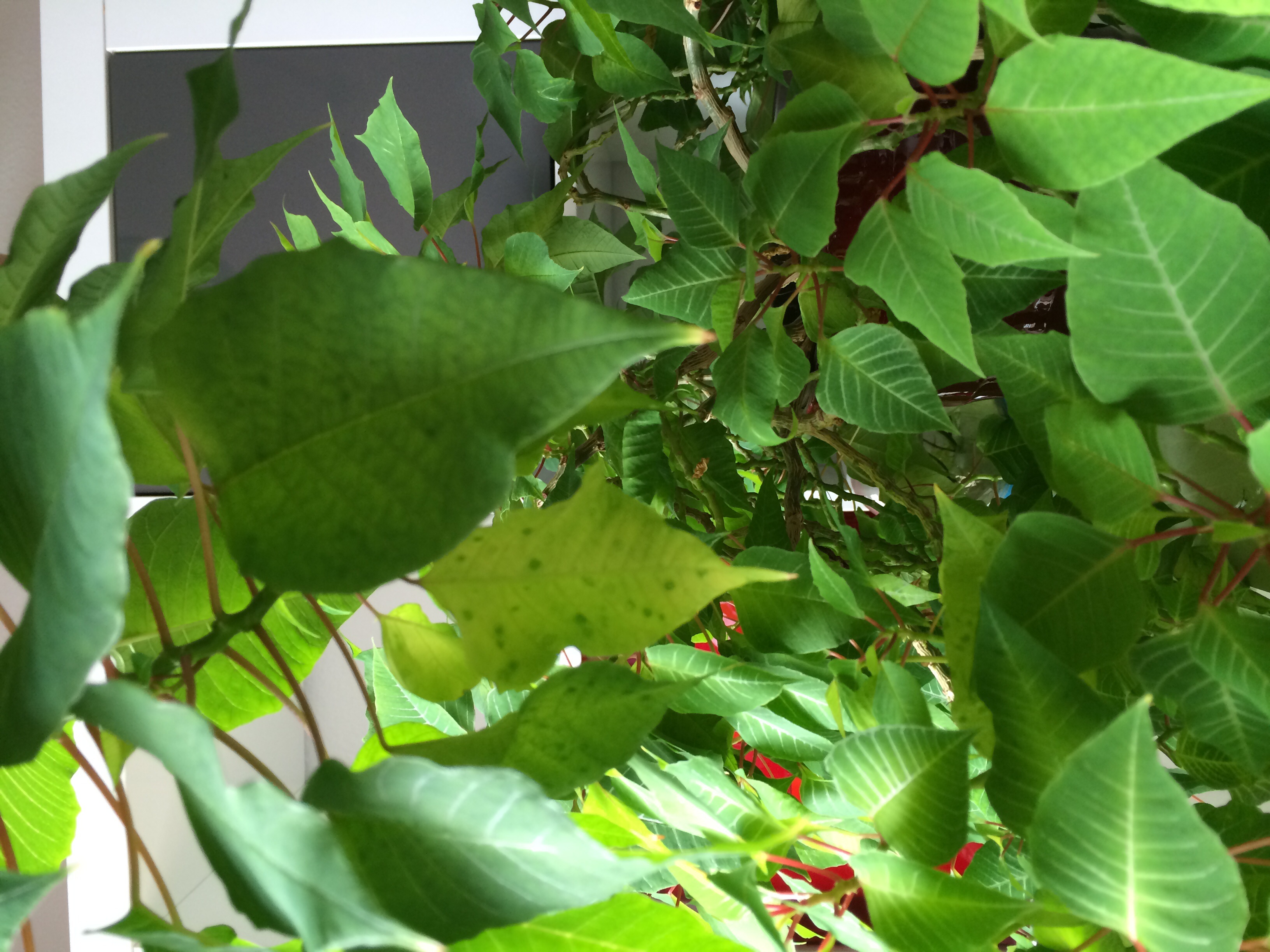 ficus pumila zimmerpflanze Ficus pumila 'Minuta' – Mini-Kletterpflanze für Terrarien & Vitrinen –  AquaLifeScape