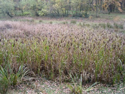 PICT0217.JPG
