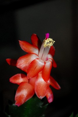 Schlumbergera14 026pp.jpg