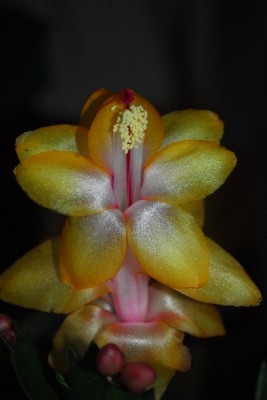 Schlumbergera14 028pp.jpg