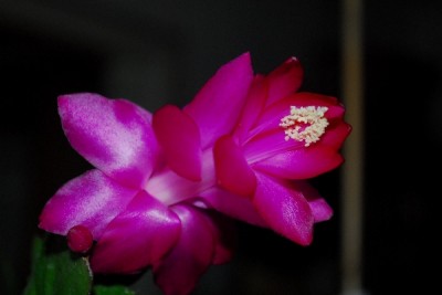 Schlumbergera14 029pp.jpg