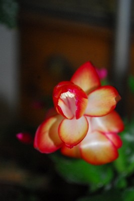 Schlumbergera14 038pp.jpg