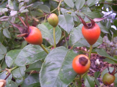 mööp 391.jpg