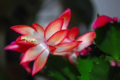 Schlumbergera14 056pp.jpg