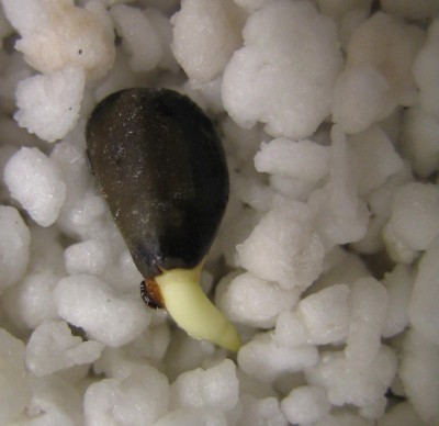 Discolor Keimling.JPG