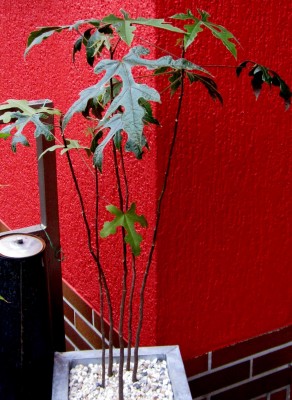 Discolor 3.JPG