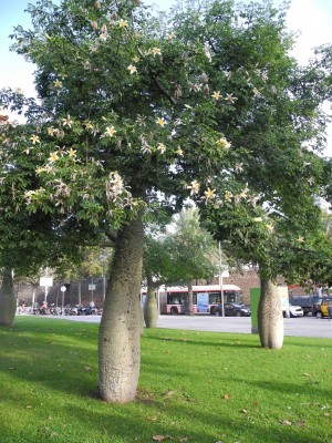 Ceiba.jpg