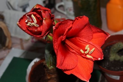 20141115_01.JPG
