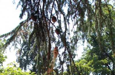 zapfen baum.JPG