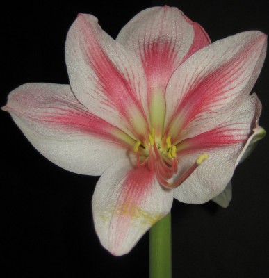 Amaryllis 3.JPG