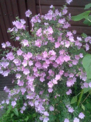 20140715_184042.jpg