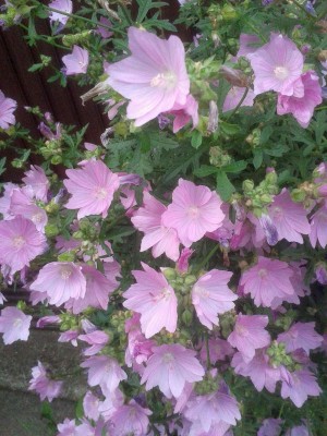 20140715_184048.jpg