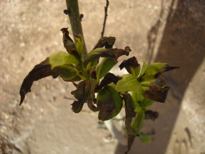 DSC03984.JPG