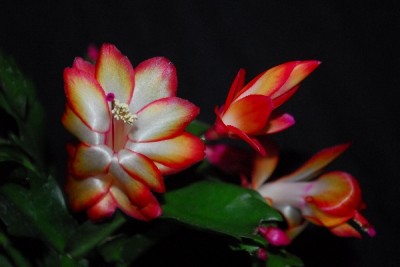 Schlumbergera14 057pp.jpg