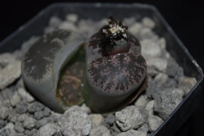 Lithops 027pp.jpg