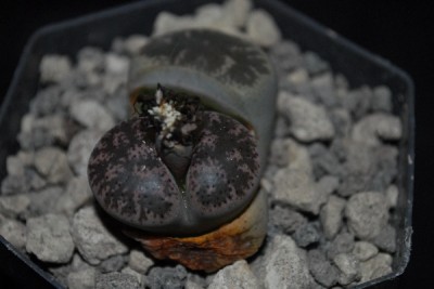 Lithops 028pp.jpg