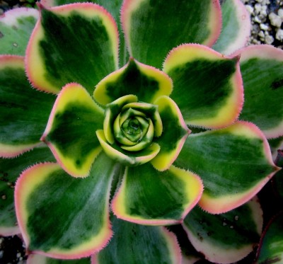 Echeveria-sunburst.jpg