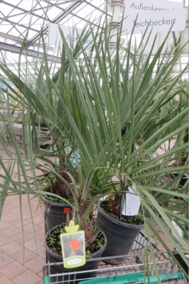Butia1.jpg
